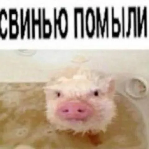 Свинью помыли