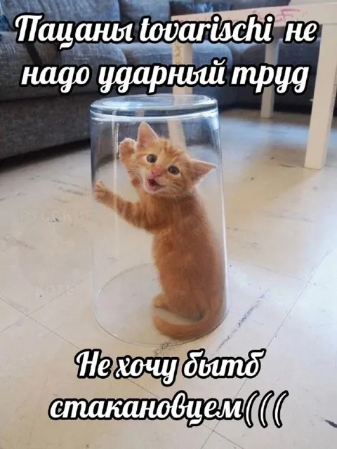 Котёнок в стакане не хочет работать