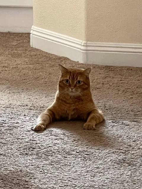 Серьёзный кот на полу