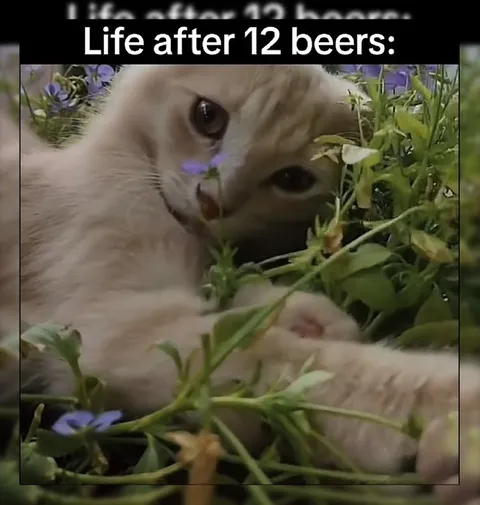 Life After Twelve Beers