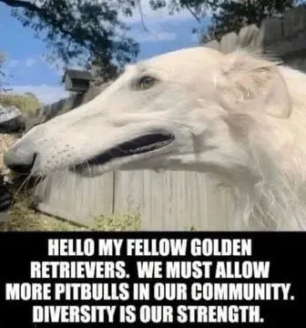 Golden Retriever Diversity Speech