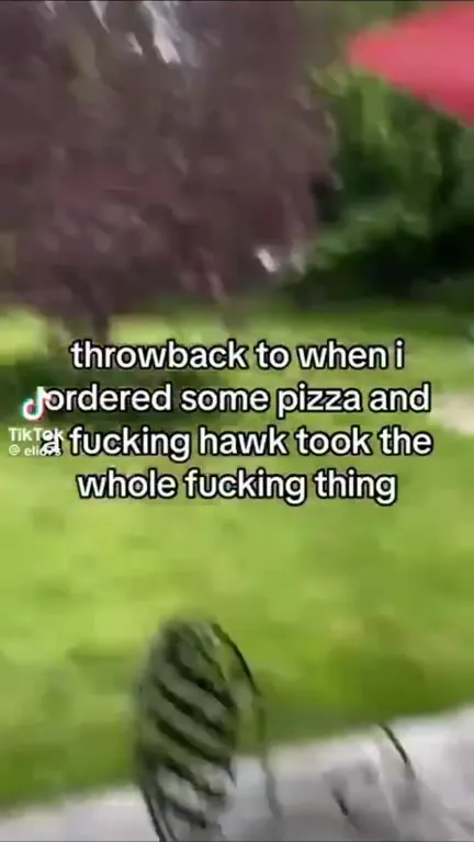 Hawk Steals the Pizza