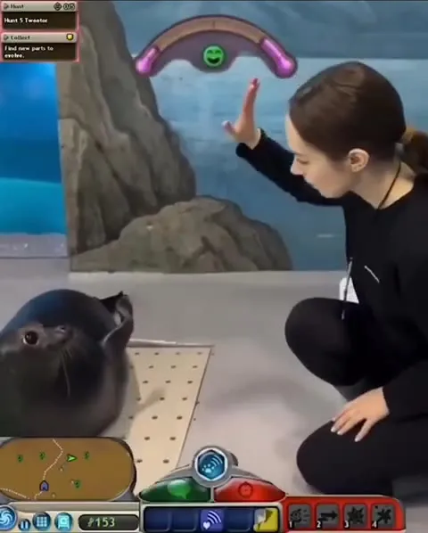 Тюлень даёт пять