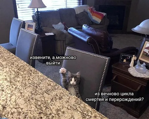 Котёнок просится выйти из вечного цикла