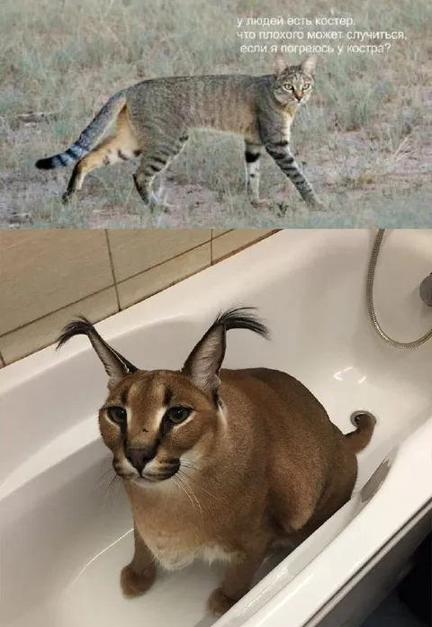 Кот решил погреться у костра