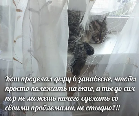 Кот и нерешённые проблемы