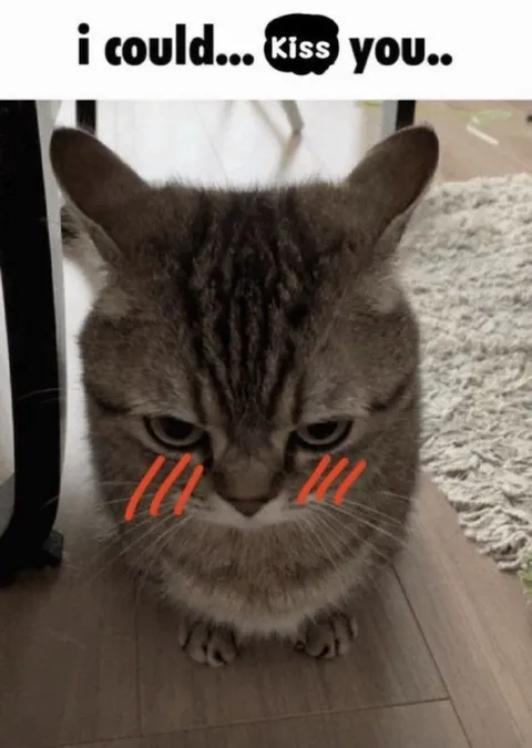 Blushing Cat Wants to Kiss