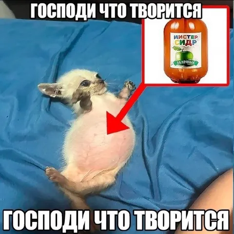 Господи что творится с сидром