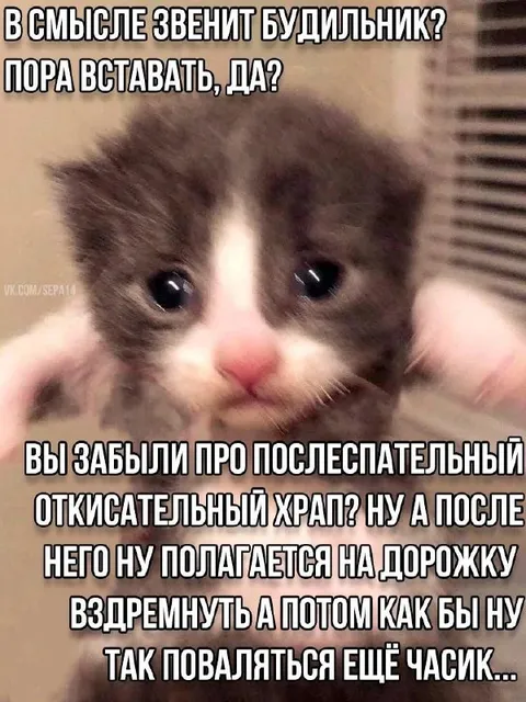 Котёнок не хочет вставать