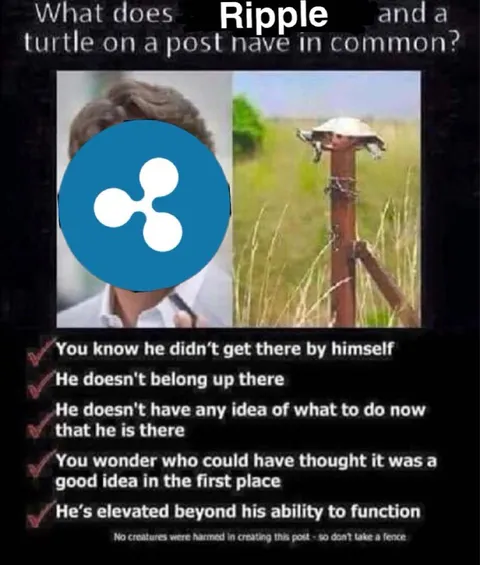 Ripple and Turtle on a Post