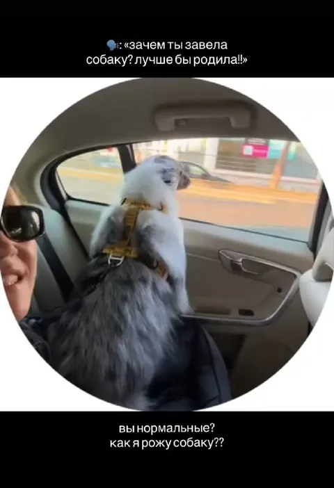 Как я рожу собаку