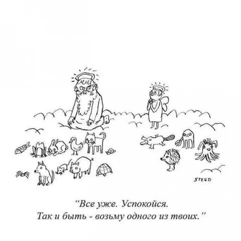 Бог выбирает одного питомца