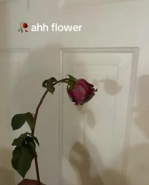 Ahh Flower Reaction