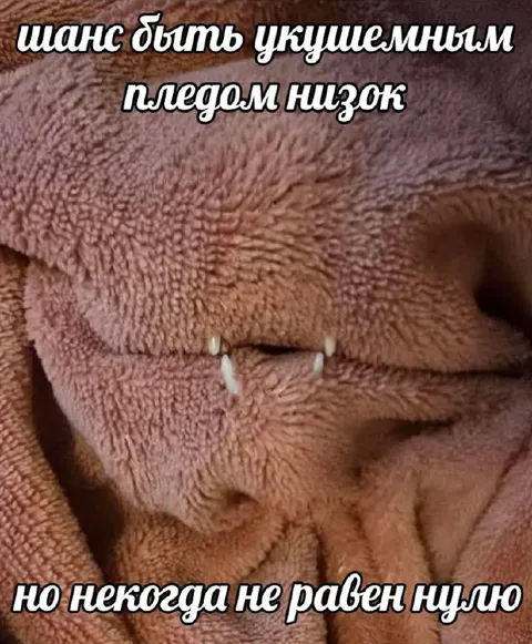 Шанс быть укушенным пледом