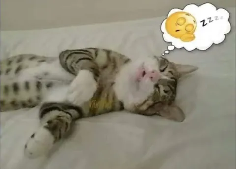 Спящий кот