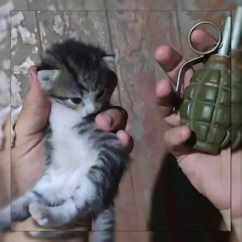 Котёнок против гранаты