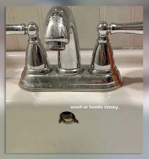 Wash Ur Hands Stinky Sink Frog