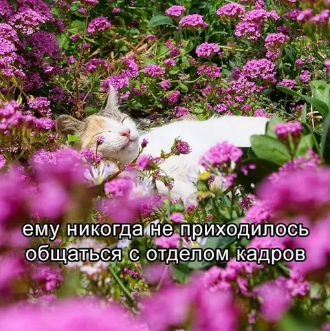 Кот и отдел кадров