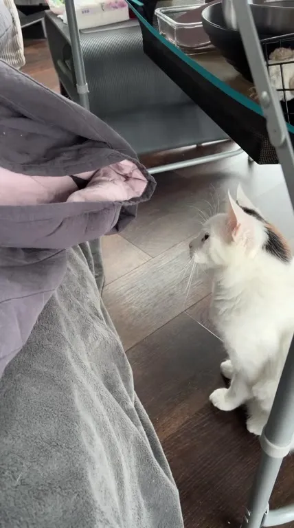 Кот прячется от любопытного котёнка