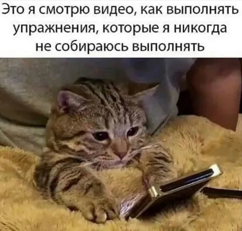 Кот смотрит упражнения