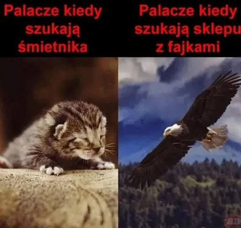 Palacze szukają sklepu z fajkami