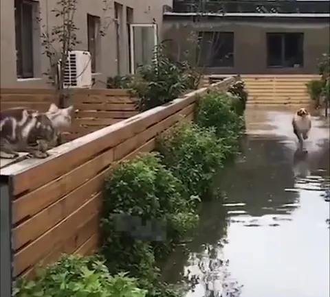 Did He Just Run on Water?