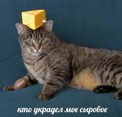 Кот украл сыр