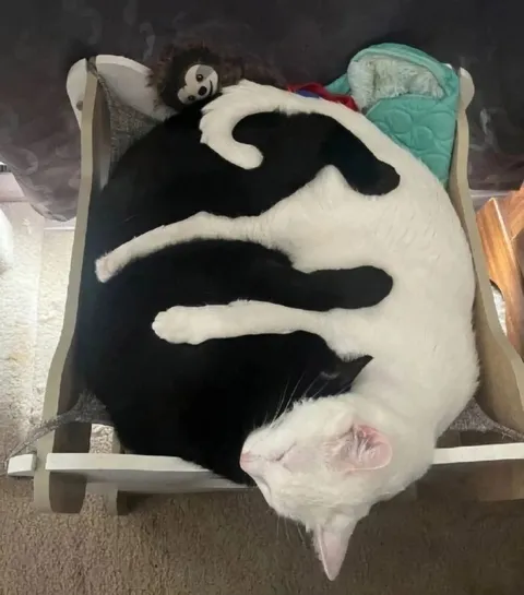 Коты спят в обнимку