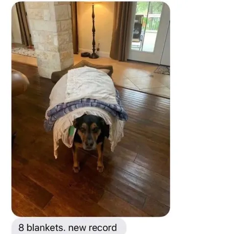 Dog Under Eight Blankets
