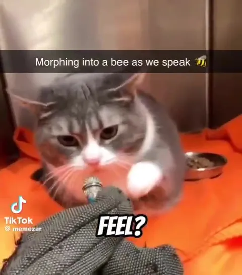 Cat Morphing Into a Bee