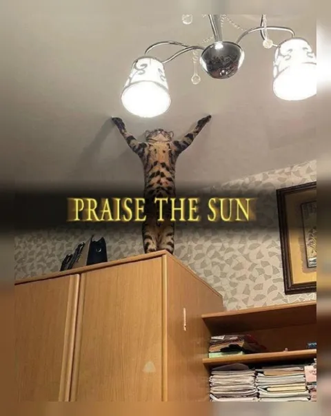 Praise the Sun Cat