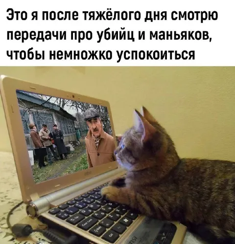 Кот смотрит про убийц для успокоения