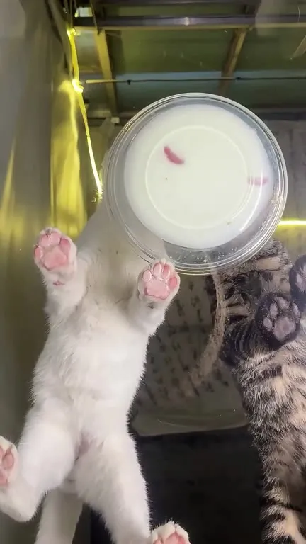 Котята под миской молока