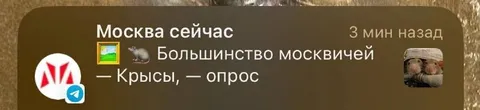 Большинство москвичей — крысы