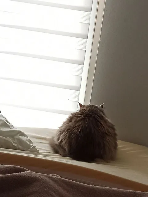 Кот смотрит в окно