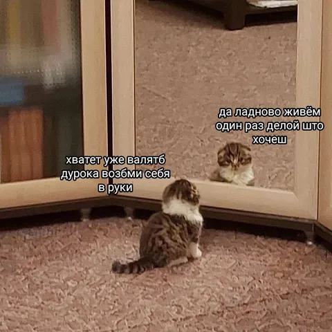 Кот смотрит на себя в зеркало
