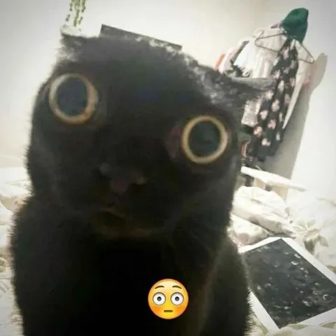 Кот с нейтральным лицом