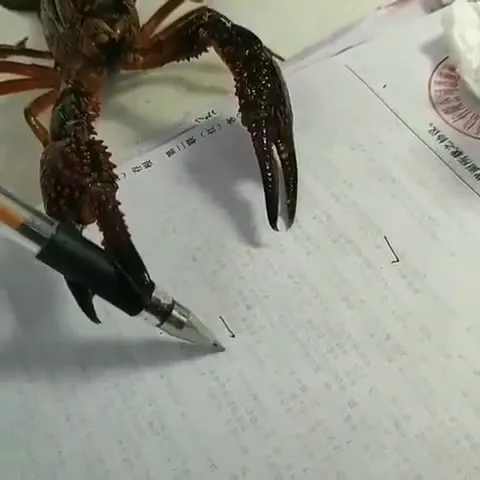 Рак считает на бумаге