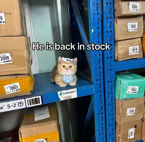 He Is Back in Stock Cat