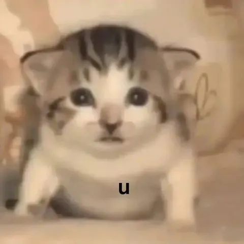 Confused Cat Says U