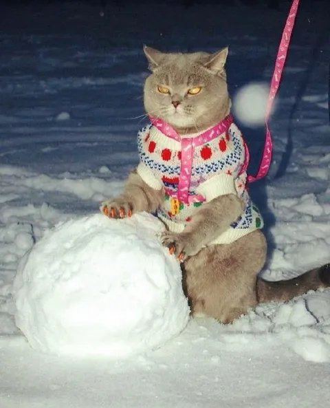 Кот лепит снежный ком