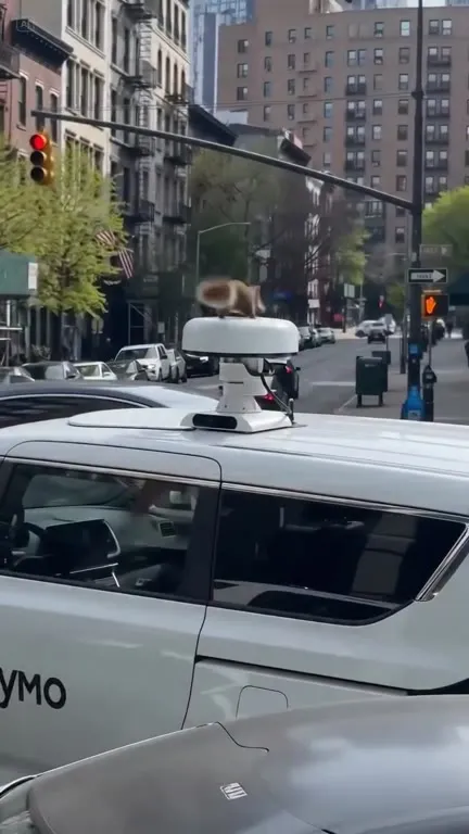 Белка на машине Waymo