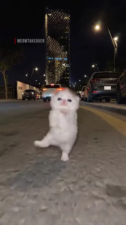 Котята танцуют ночью