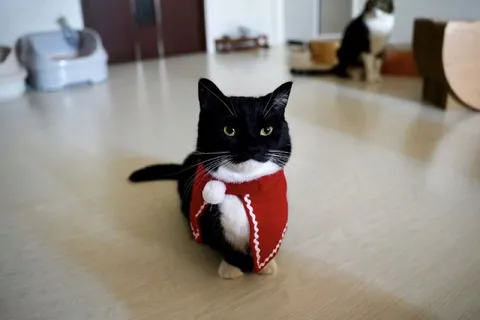 Кот в костюме Санты