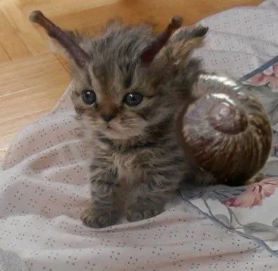 Котёнок обнимает кокос
