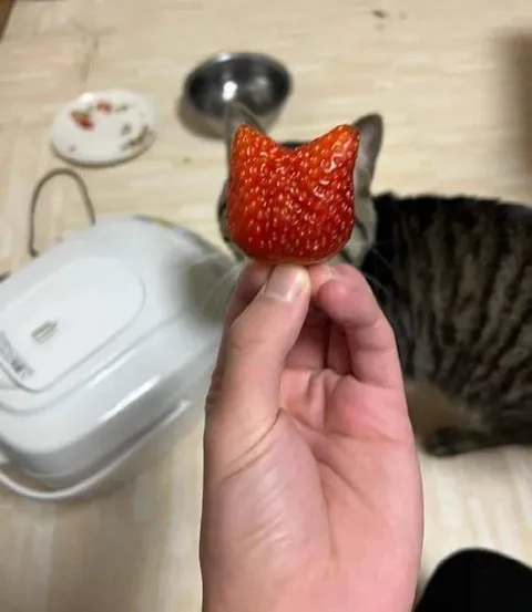 Клубничка в форме кота