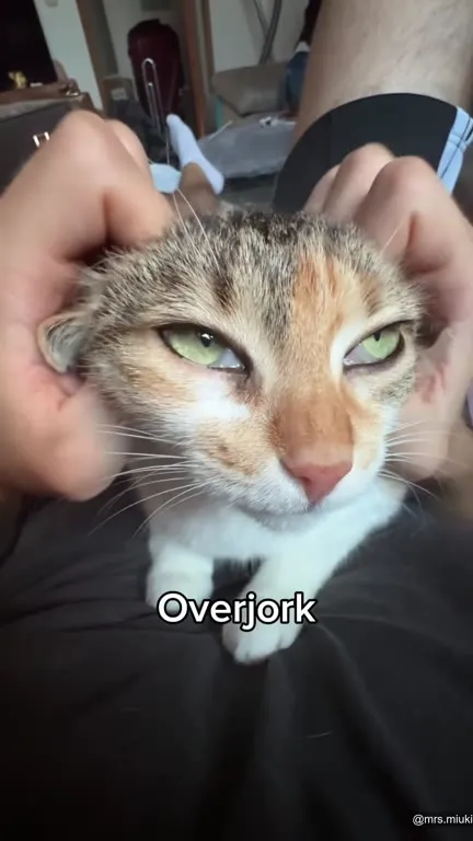 Overjork Cat Reaction