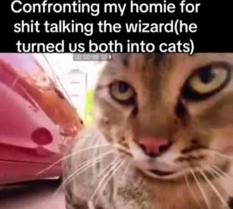 Confronting My Cat Friend
