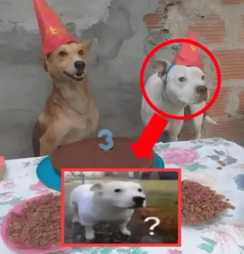 Собака или белый медведь