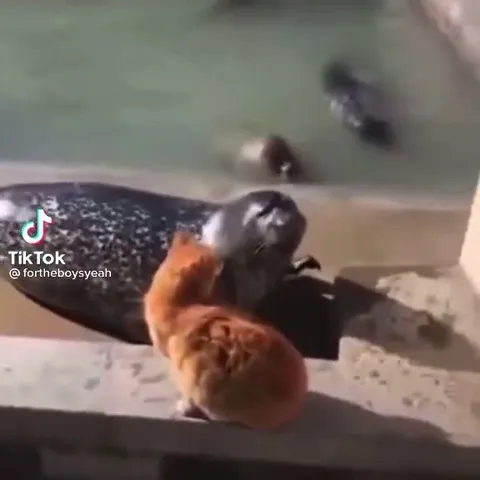 Кот столкнул тюленя в воду